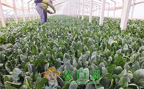 菠菜除草剂的使用方法及使用注意要点