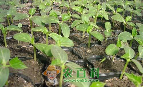 黄瓜苗期猝倒病症状、病因及防治方法