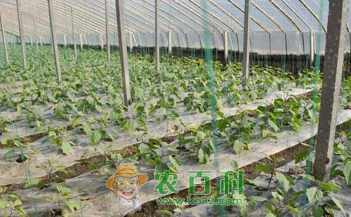 温室蔬菜低产的发生原因及改进措施详细介绍
