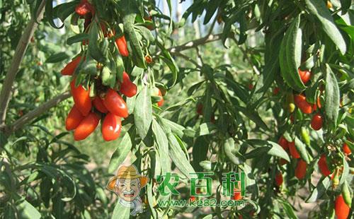 枸杞用肥时间，枸杞施肥技术