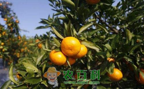 蜜桔冻害的预防及受冻后的护理措施详细介绍