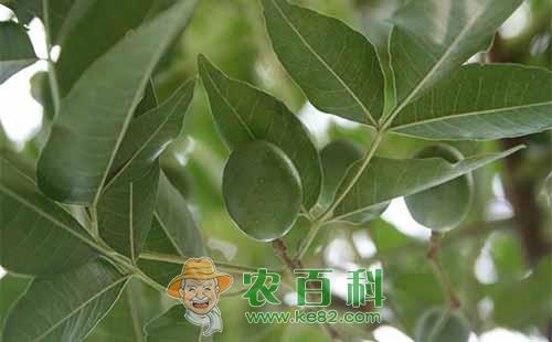 柿树介壳虫根据生长发育和为害规律总结出的防治方法介绍