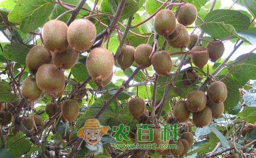 猕猴桃膏药病的危害症状、发病条件及防治方法