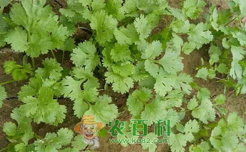 芫荽立枯病的症状、病原、侵染、发生规律及防治措施