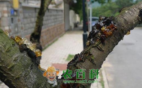 桃树流胶是什么原因,桃树流胶病怎么防治