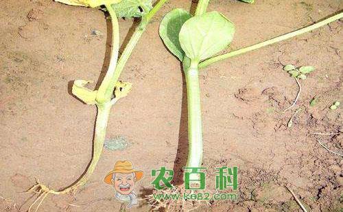 黄瓜沤根的症状、发病条件及防治方法
