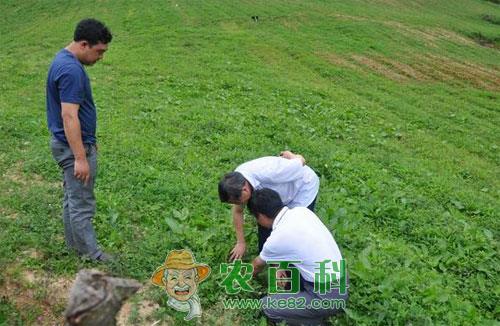 探索总结党参种苗高产繁育技术