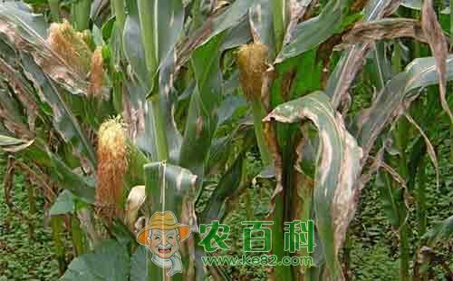 玉米斑枯病的发病症状、发病原理、传播途径及防治方法