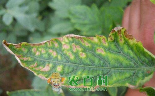 番茄缺钾的症状、原因及补钾措施