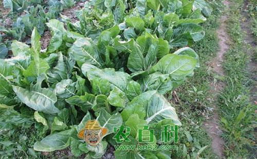青菜白斑病的为害症状、病原、发生规律及防治措施