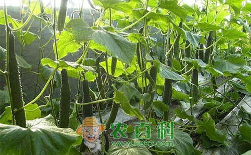 黄瓜苦味是怎么回事，黄瓜苦味预防措施