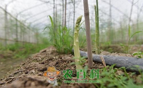 芦笋斑须蝽的为害症状、发生规律、形态特征及防治方法