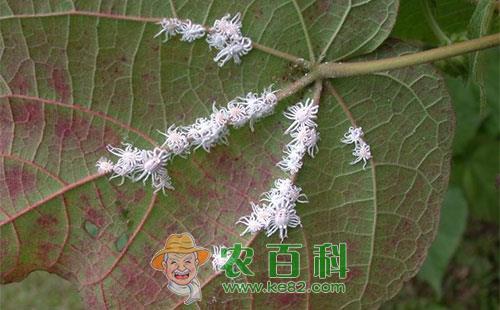 石榴吹绵蚧虫害的形态特征、危害特点、发生规律和防治方法