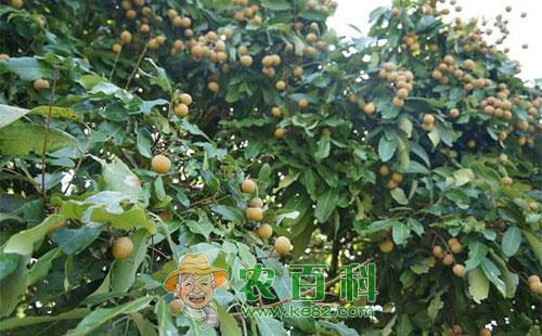 龙眼根腐病的危害症状、传播途径及防治方法