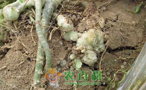 白萝卜根线虫的特性、危害症状及防治方法
