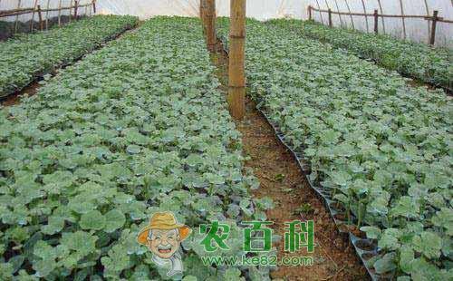 西瓜催芽育苗有什么优点,西瓜催芽育苗技术