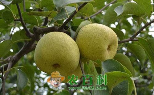 梨树衰退病的症状表现、传播途径及防治措施