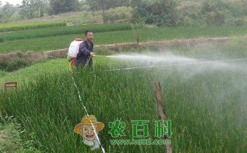 荸荠尖翅小卷叶蛾为害情况及其防控技术