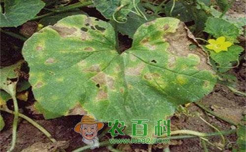 甜瓜黄叶是什么原因,会造成哪些危害?