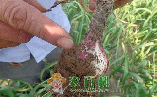 大蒜蒜蛆的危害症状、发生规律及防治措施