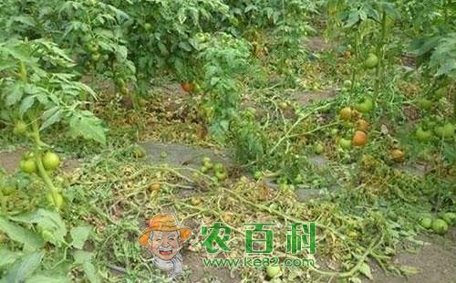 番茄黄萎病的症状表现与识别方法、传播途径及发病规律和无公害防治技术