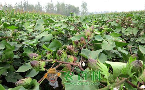 棉花现蕾期及蕾铃期病虫害防治技术