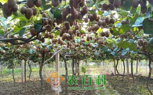 猕猴桃冬灌有什么好处,什么时间最合适?