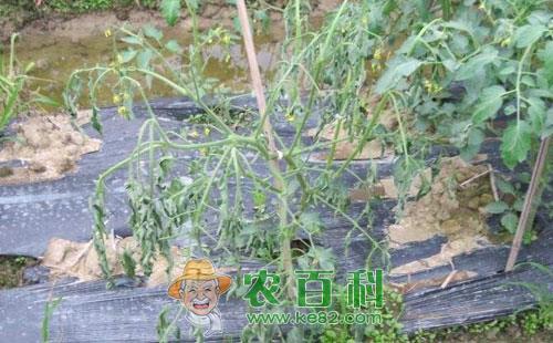 番茄斑萎病的症状表现、传播途径及防治方法
