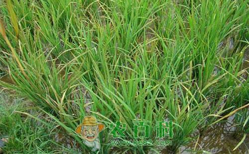 水稻矮缩病的危害症状、发生规律及防治方法