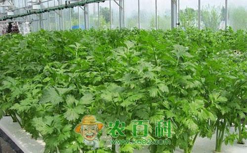 西芹减产是什么原因,如何解决?