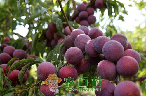 李子树有哪些品种