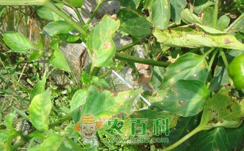 辣椒疫病严重打什么药好，有哪些防治措施