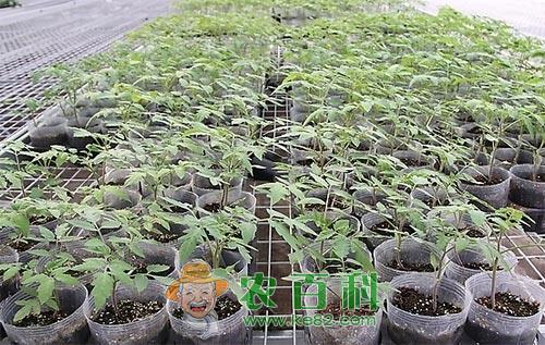番茄育苗应该注意的要点知识总结