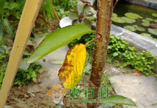 樱桃叶子发黄