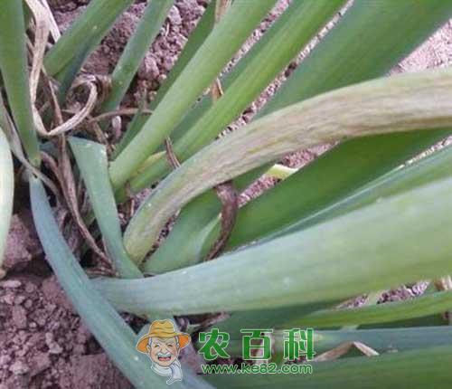洋葱霜霉病的发生及防治方法