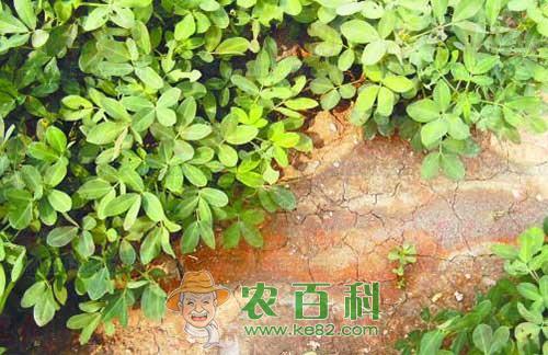 不要盲目把土壤喂得过饱