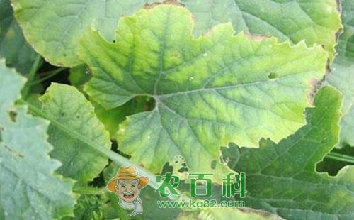 甜瓜黄叶是什么原因,会造成哪些危害?