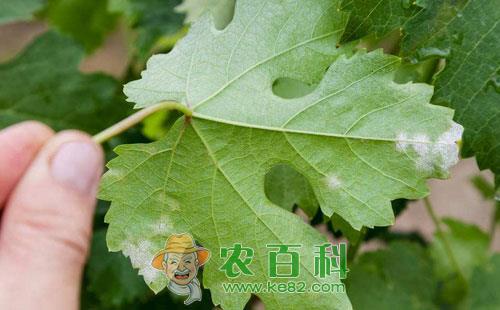 葡萄白粉病的防治方法有哪些，用什么药能治好呢？