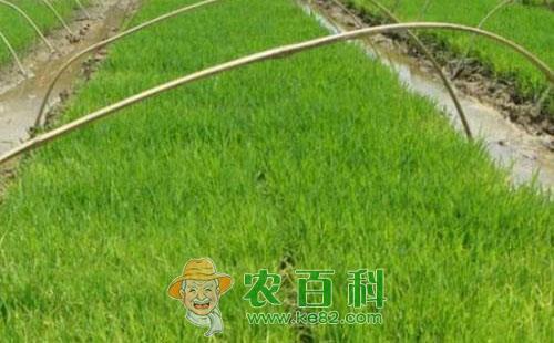水稻坐苗的促进转化措施分析总结