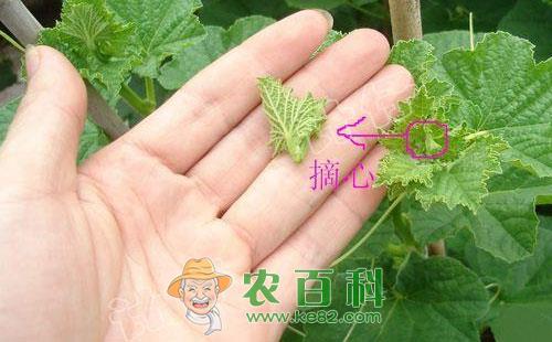 甜瓜摘心方式及注意事项