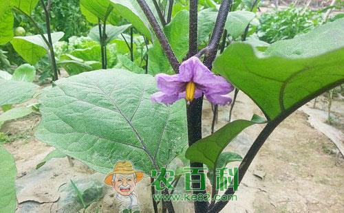 茄子花柱短小的原因及预防措施