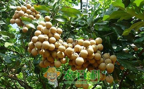 龙眼瘿螨的特征习性、危害症状及防治方法