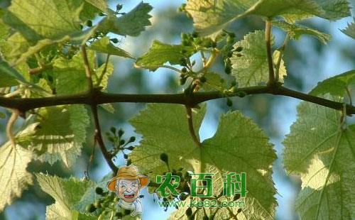 葡萄黄叶病怎么办