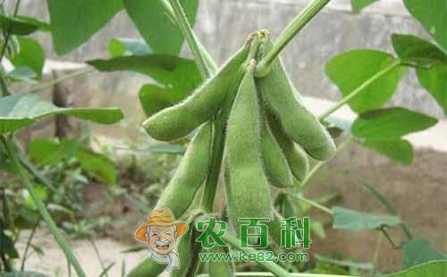 大豆花荚脱落是什么原因,如何预防?