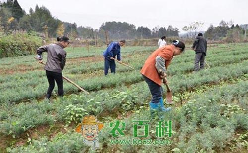 苗圃封闭除草剂的选择及其使用注意事项