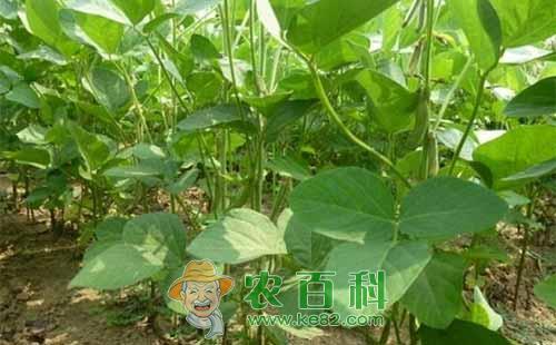 大豆品质下降是什么原因，如何提高？