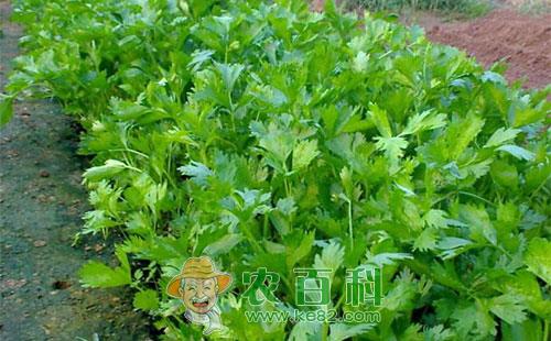 芹菜美洲斑潜蝇的危害症状、发生规律及综合防治措施