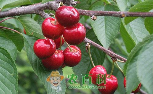 甜樱桃根癌病症状、发病规律及防治措施