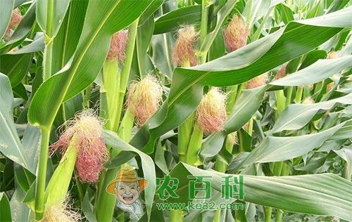 夏玉米苗期管理技术及夏玉米病虫害防治