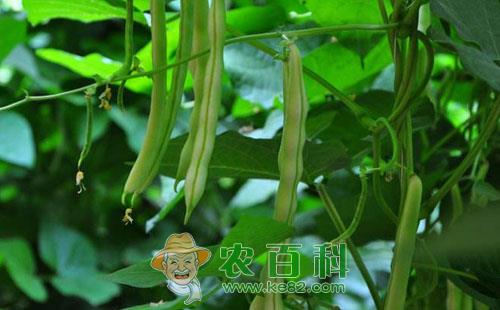 豆角角斑病的发病症状、传播途径及预防措施